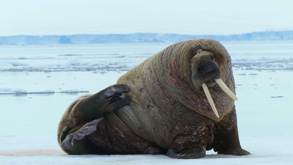 Серж морж