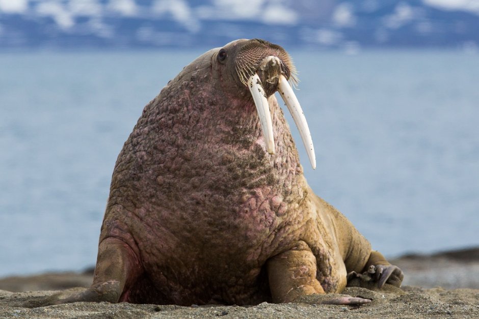 Тихоокеанский морж (Odobenus rosmarus divergens)