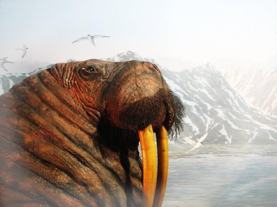 Kryukova Walrus