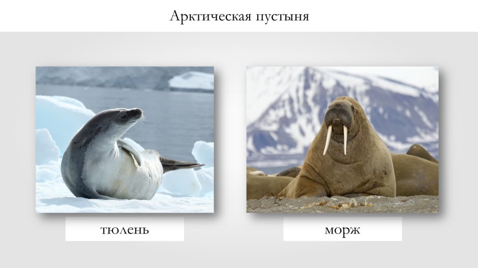 Тюлень из арктических пустынь