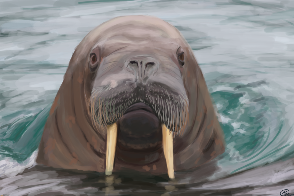Мордочка моржа