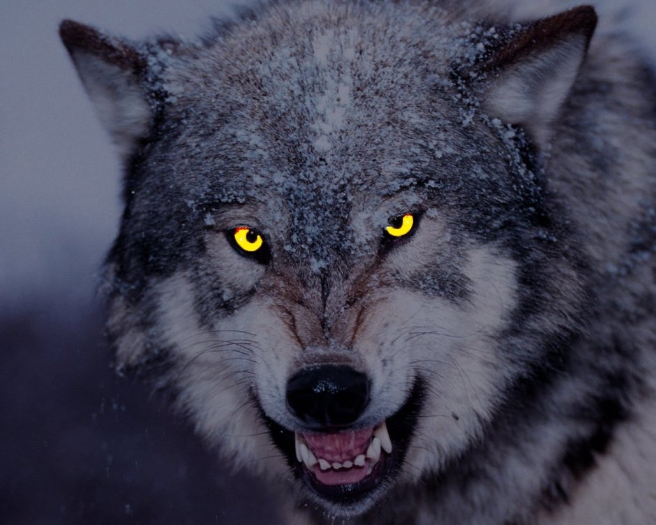 Наклейка волк Wild