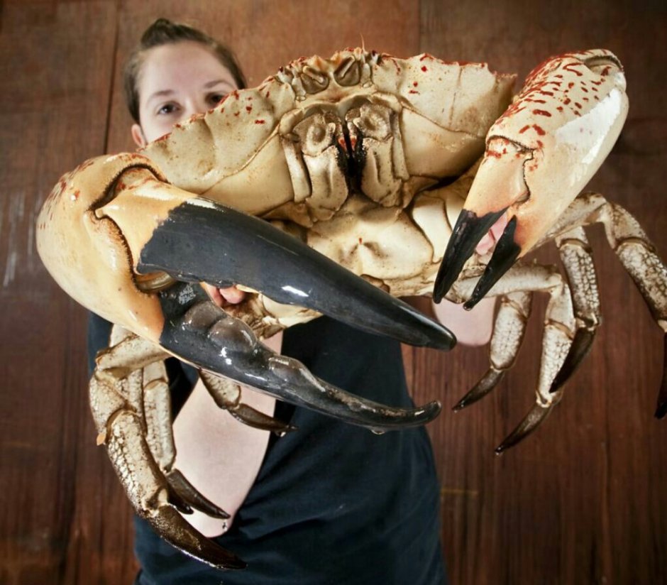 Тасманский Королевский краб