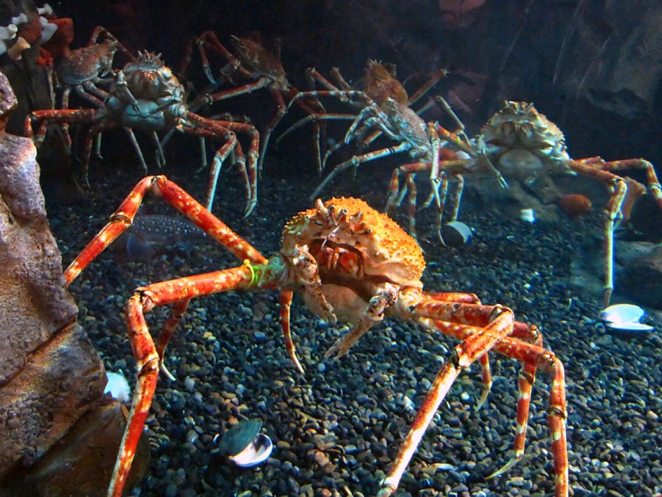 Крабы Macrocheira kaempferi