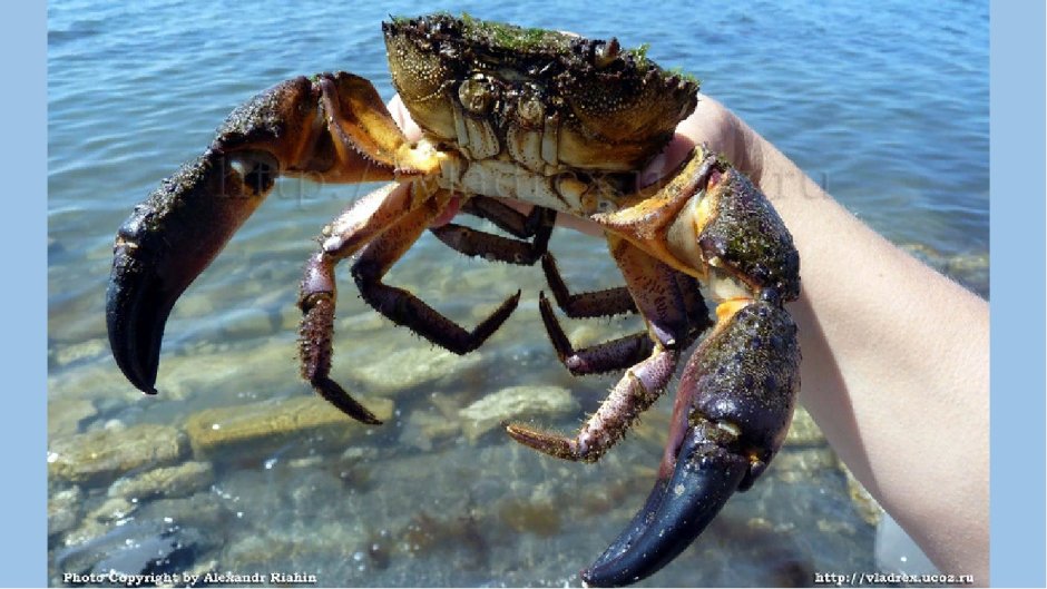 Краб Краснюк черное море