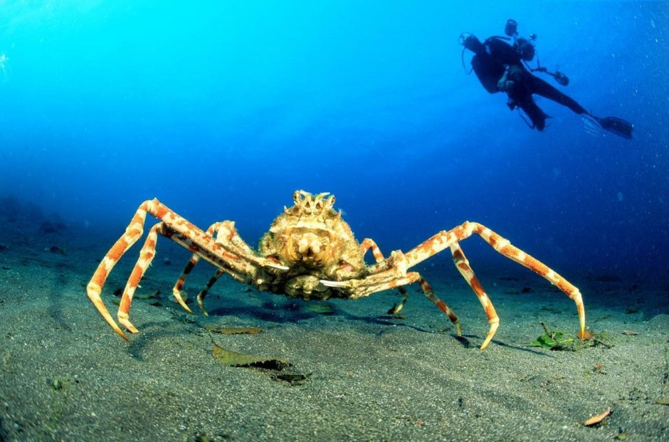 Крабы Macrocheira kaempferi