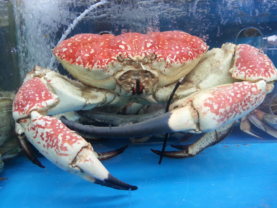 Австралийский краб
