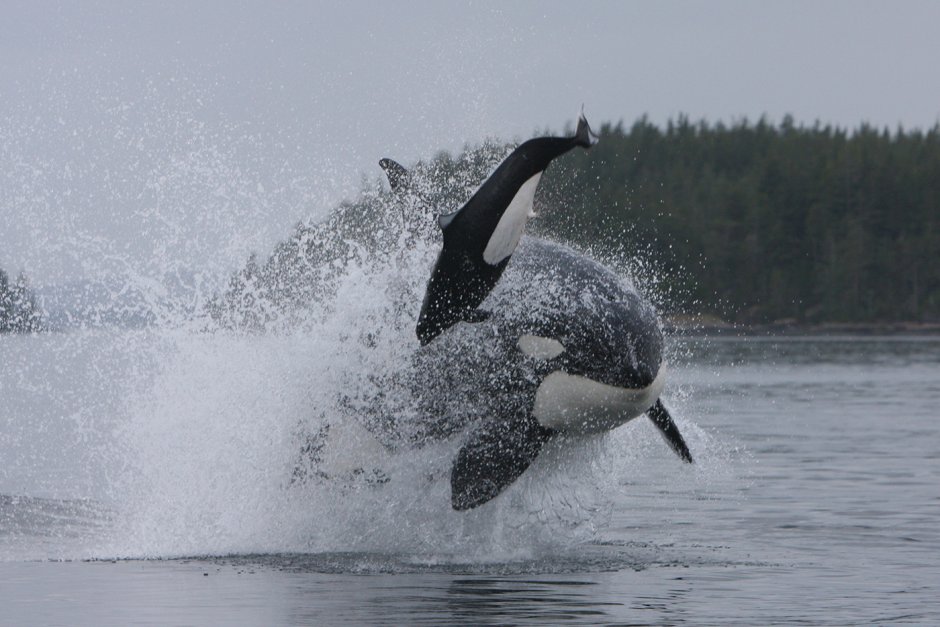 Косатка охотится на дельфина