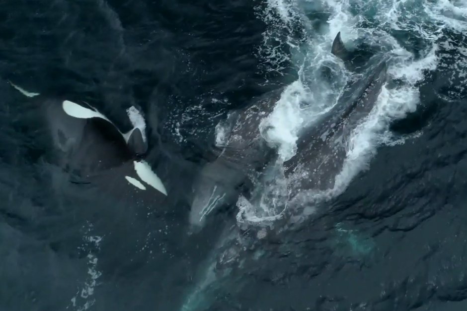 Серый кит против касаток