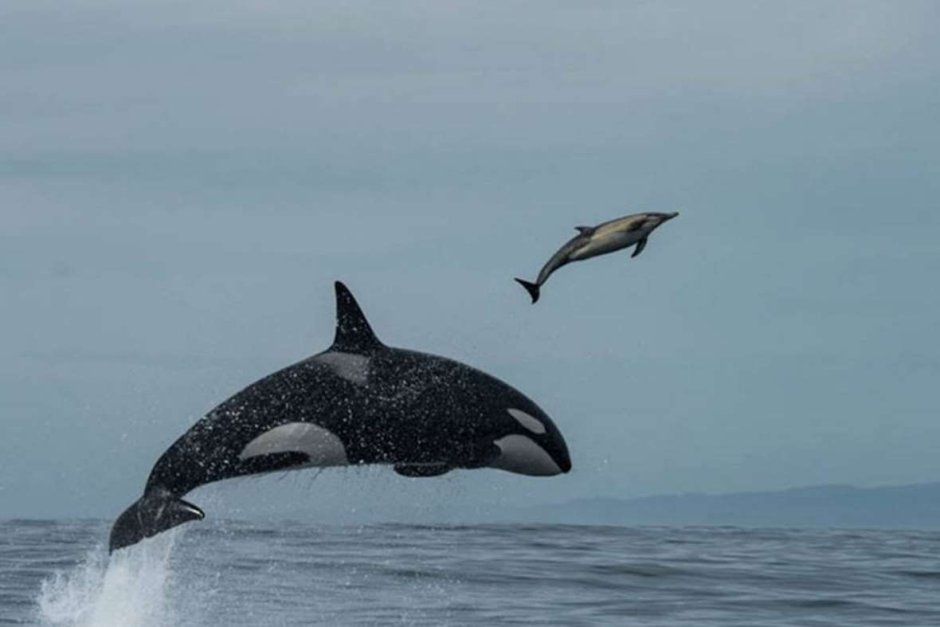 Дельфин vs Касатка