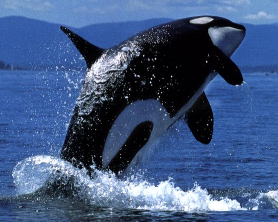 Кит Касатка и человек