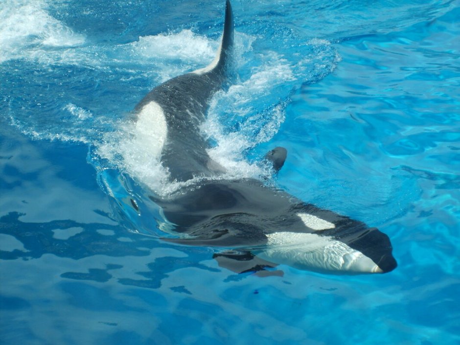 Глотка касатки