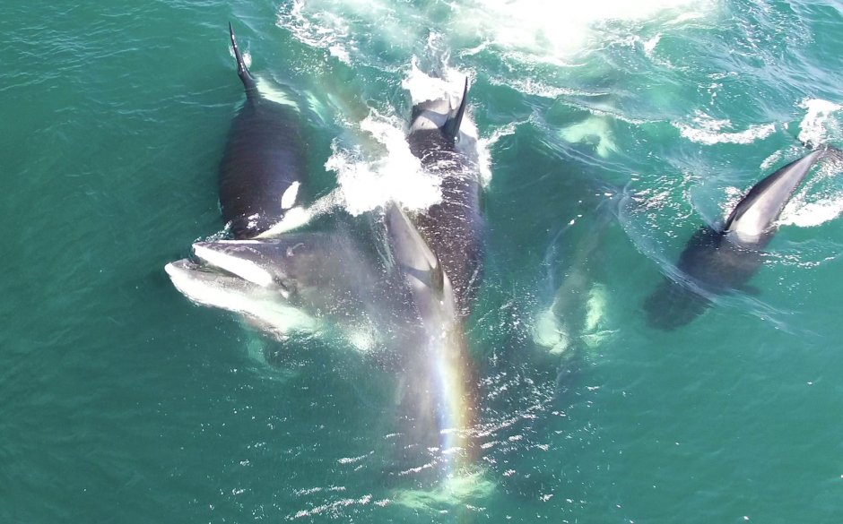 Касатка охотится на кита