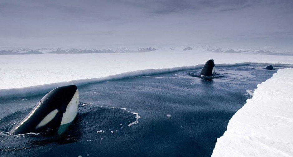Касатка в Антарктиде