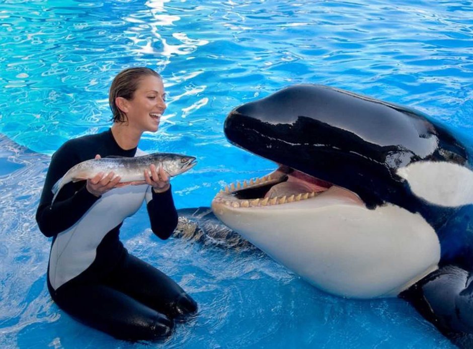 SEAWORLD касатки
