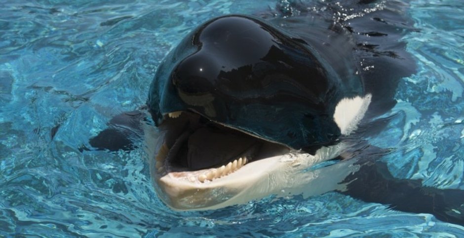 Улыбка касатки