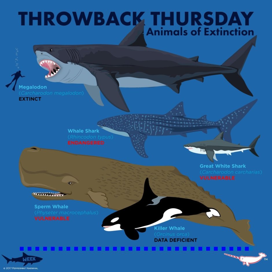 Размеры касатки и белой акулы