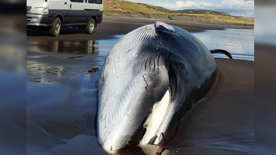 Залив Касатка на острове Итуруп