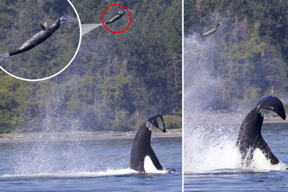 Касатки нападают на китов