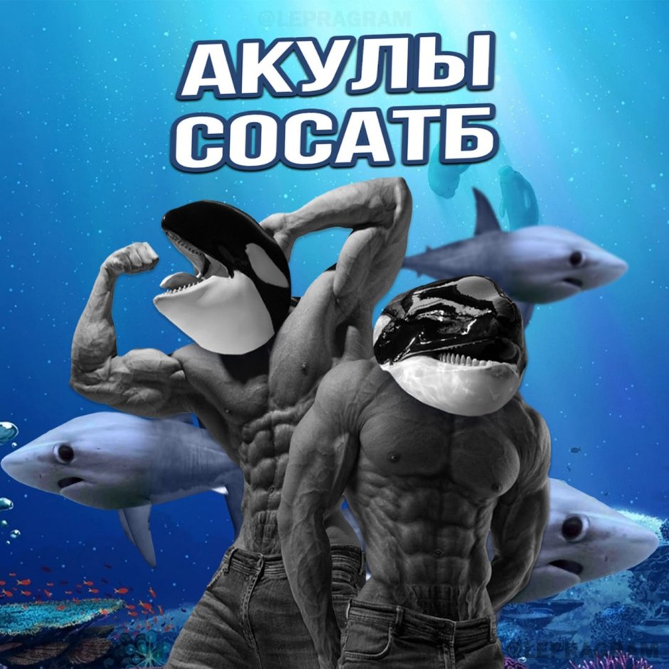 Касатка против белой акулы