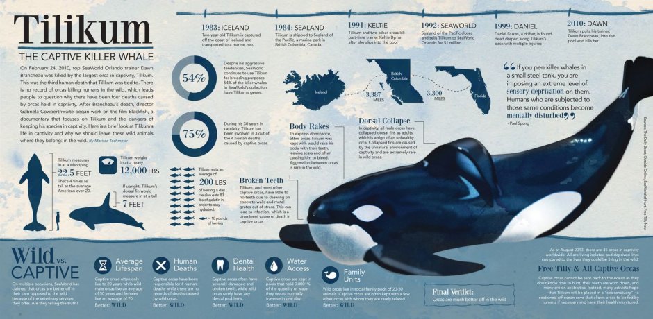 Кит Касатка строение