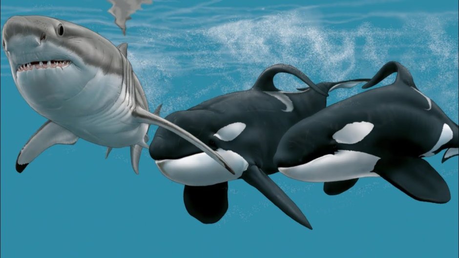 Касатка и акула