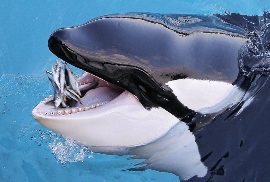 Касатка кит убийца