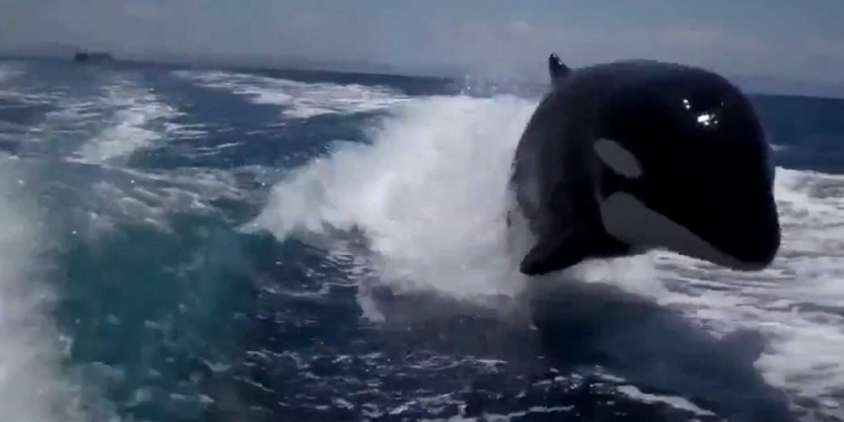 Касатка кит убийца нападение на человека