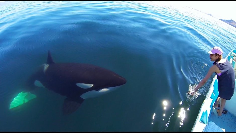 Unique Orca encounter in the Sea of Cortez...Bahia de los Angeles, Mexico
