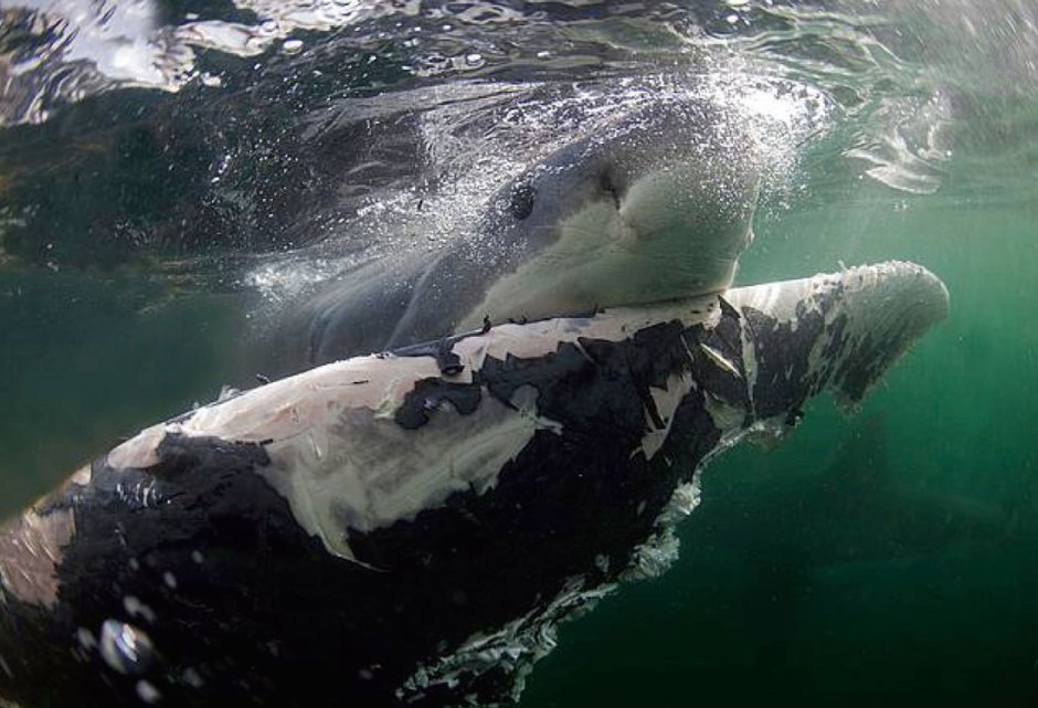 Нападение касатки на акулу