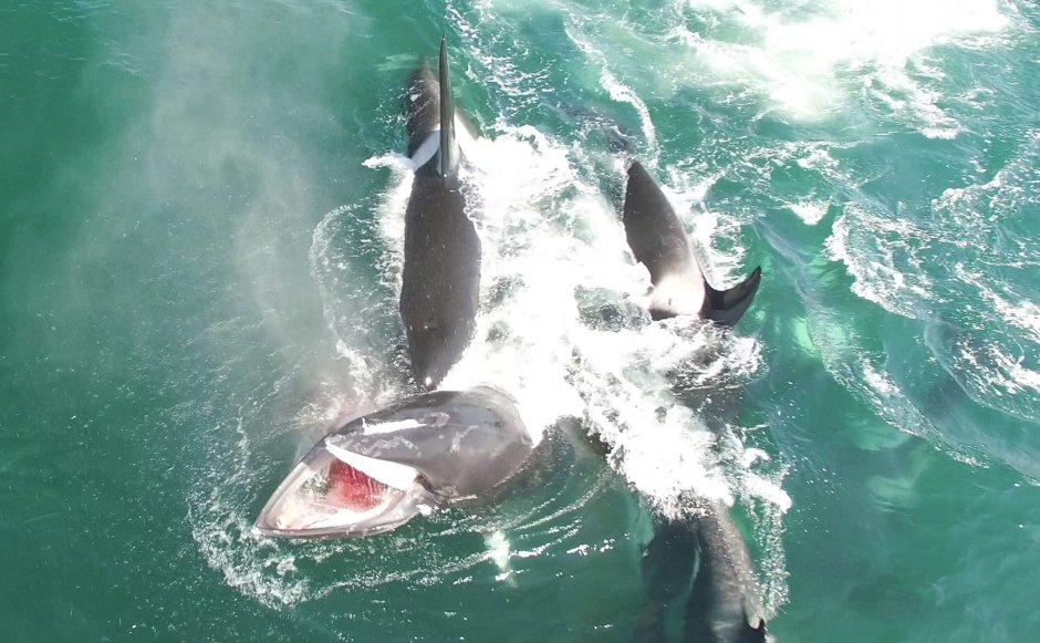 Касатка кит убийца нападение на человека