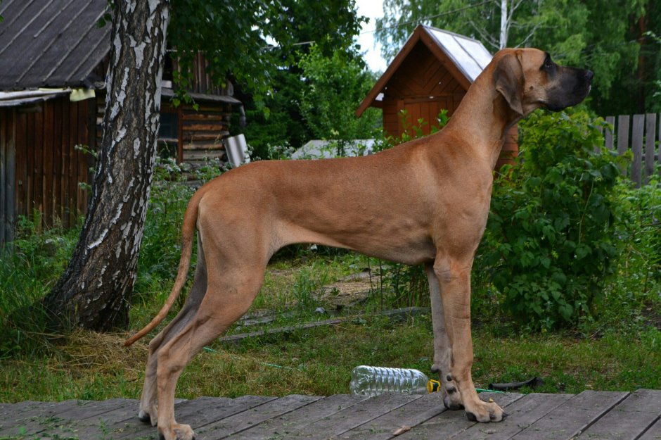Немецкий дог тигровый окрас