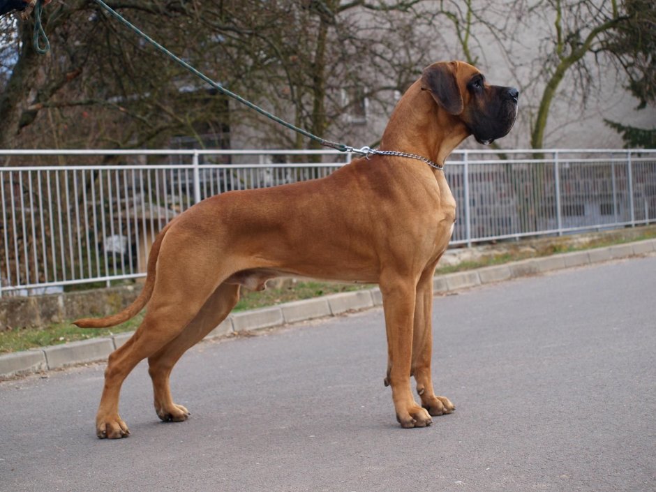 Dogge спереди