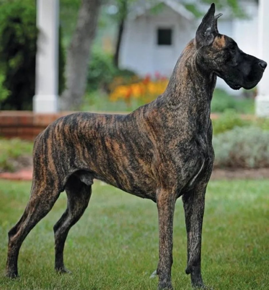 Порода great Dane