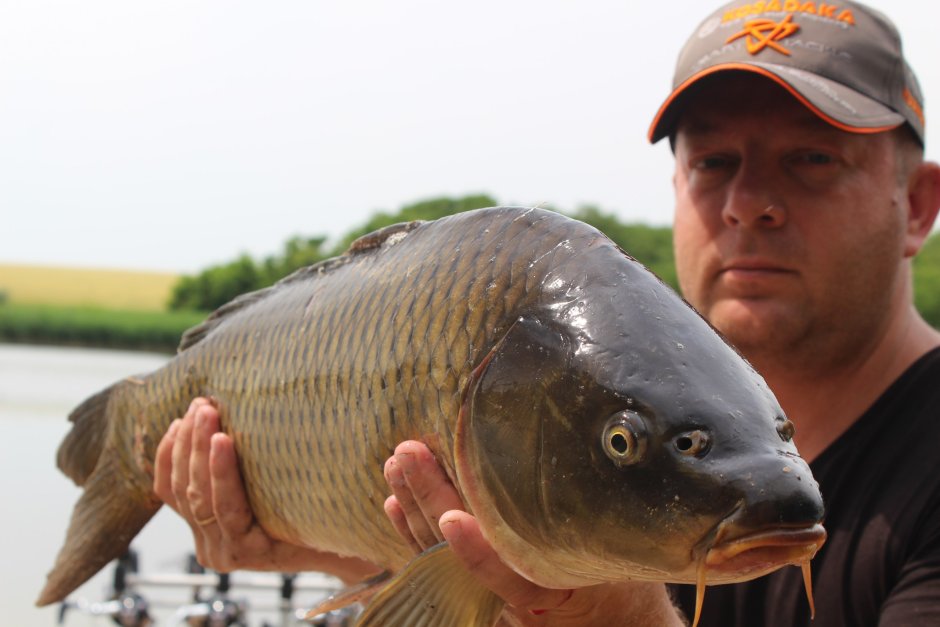 Карп (Cyprinus Carpio)