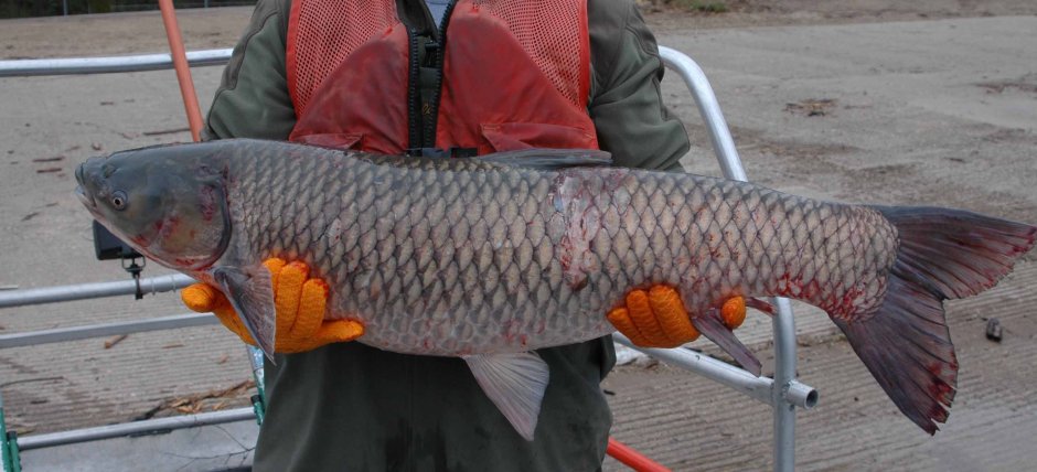 Карп (Cyprinus Carpio)