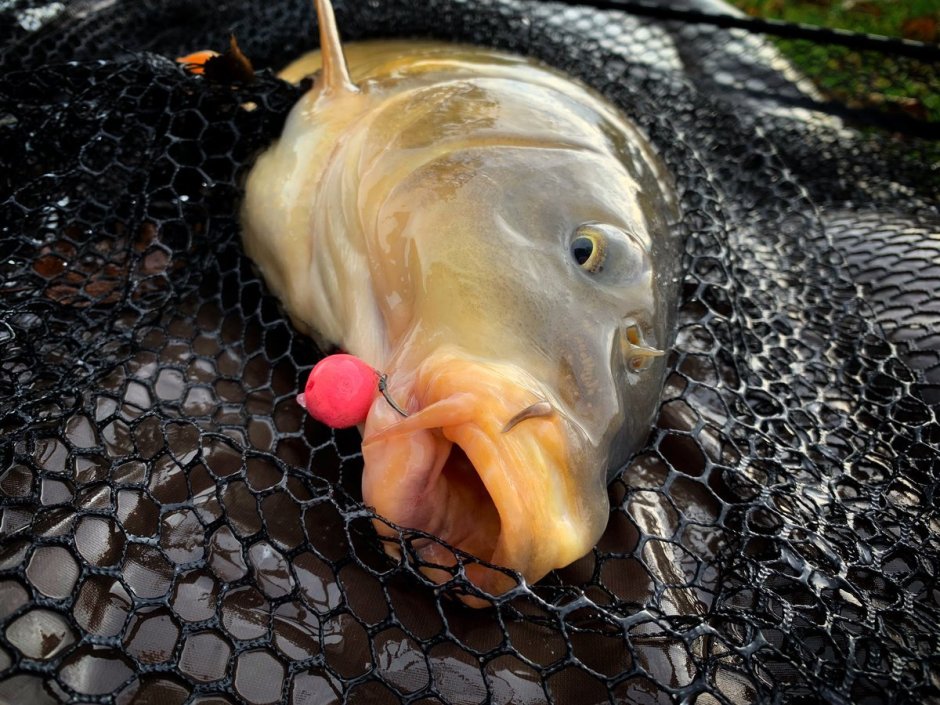Сазан (Cyprinus Carpio)