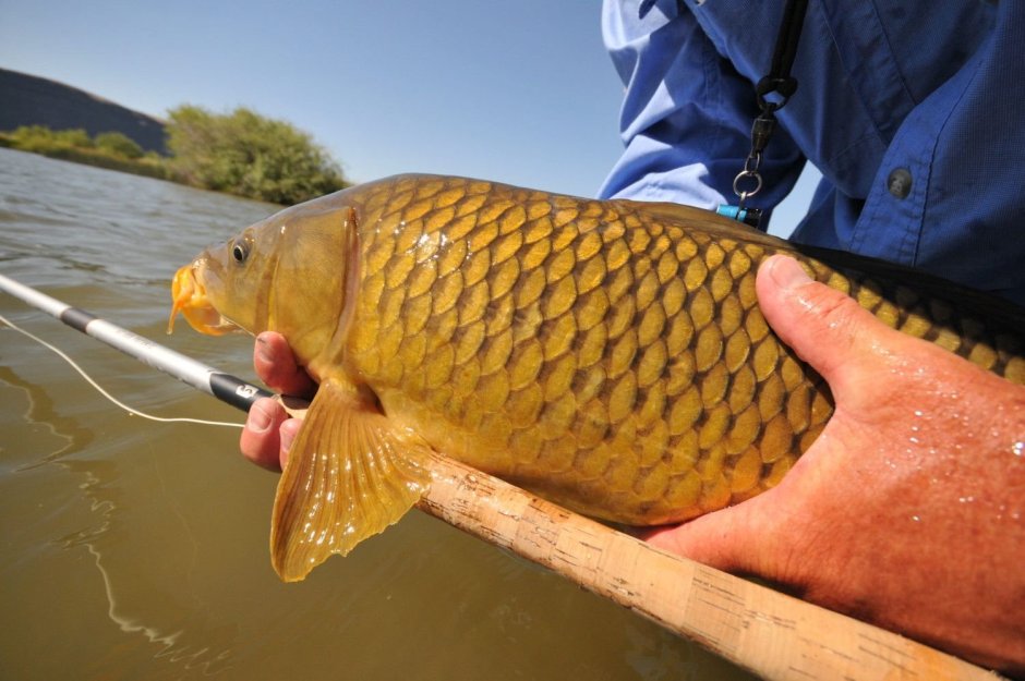 Карась обыкновенный Carassius Carassius