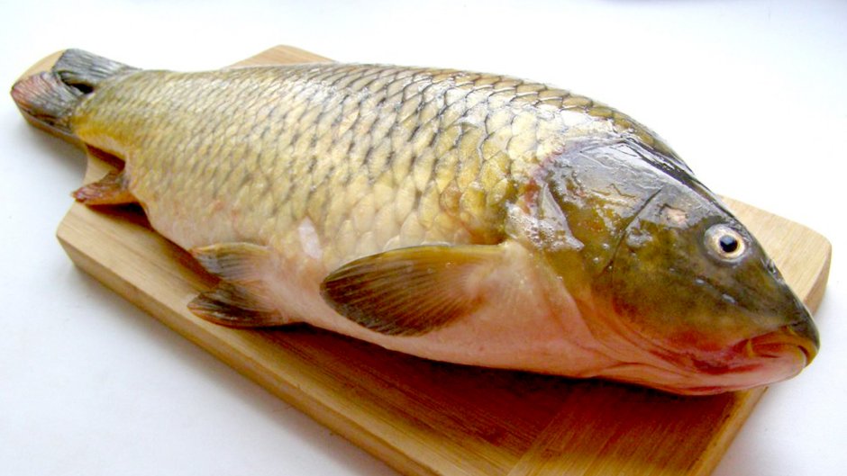 Карп (Cyprinus Carpio)