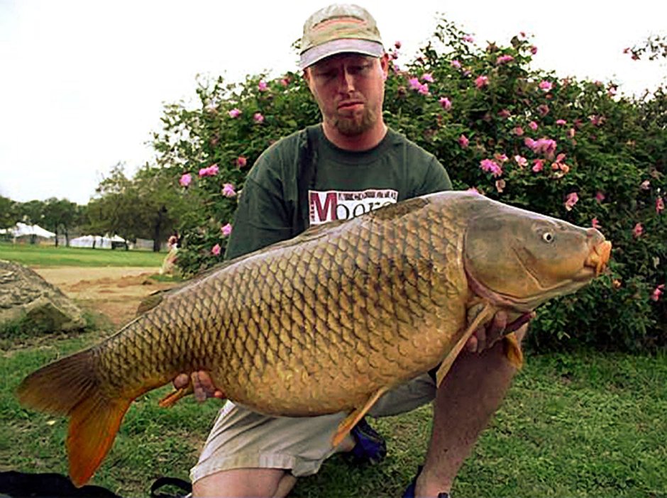 Сазан (Cyprinus Carpio)