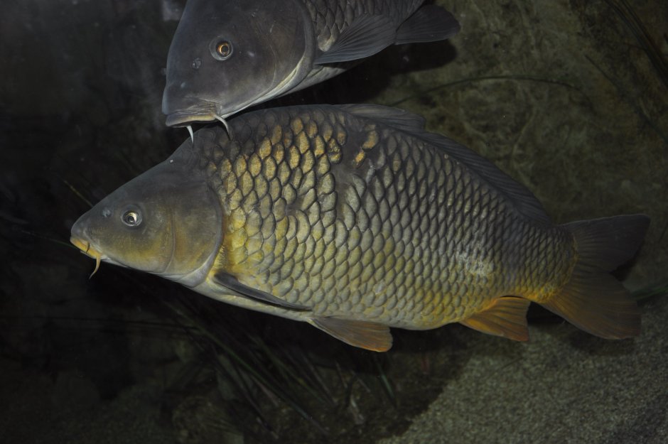 Карп (Cyprinus Carpio)