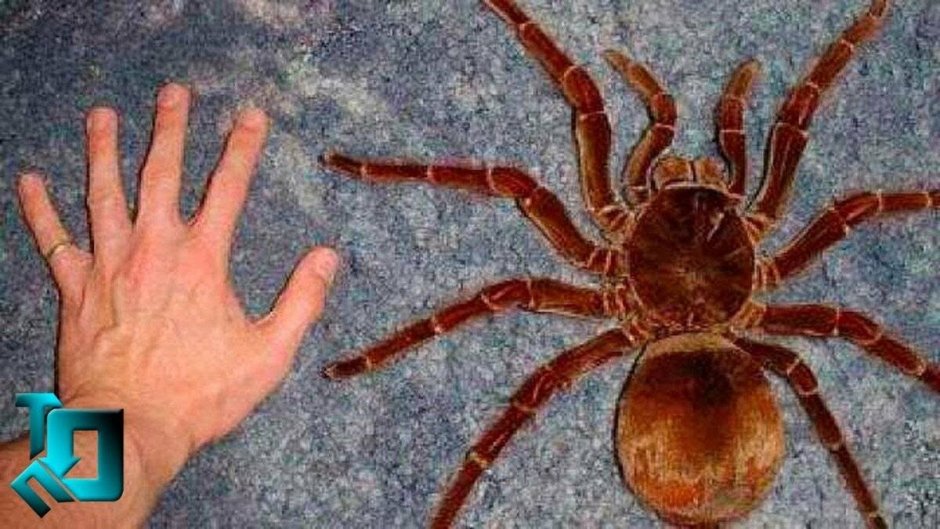 Паук птицеед Голиаф самый большой