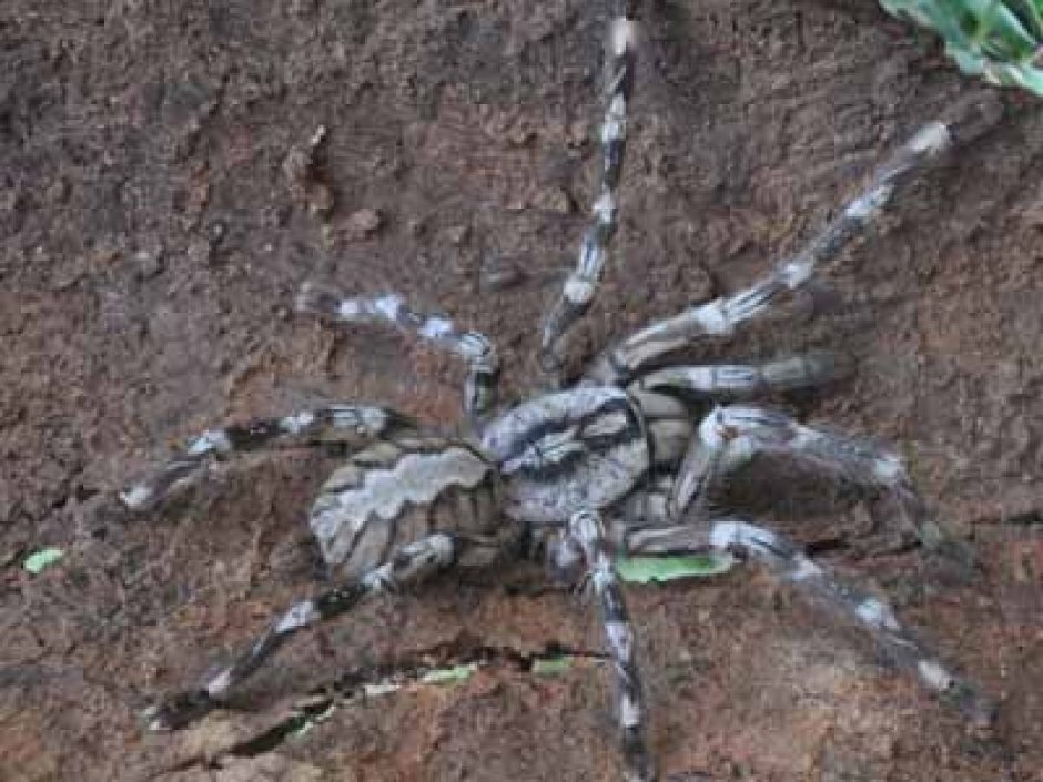 Паук-птицеед Poecilotheria Rajaei