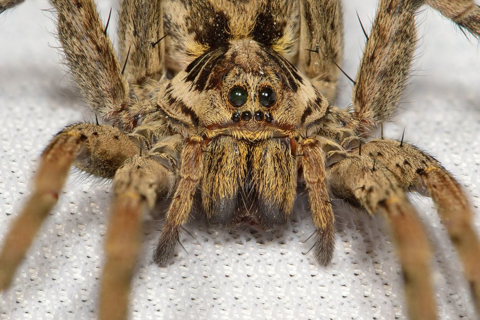 Hogna Radiata ( Тарантул, Лучистый Тарантул)