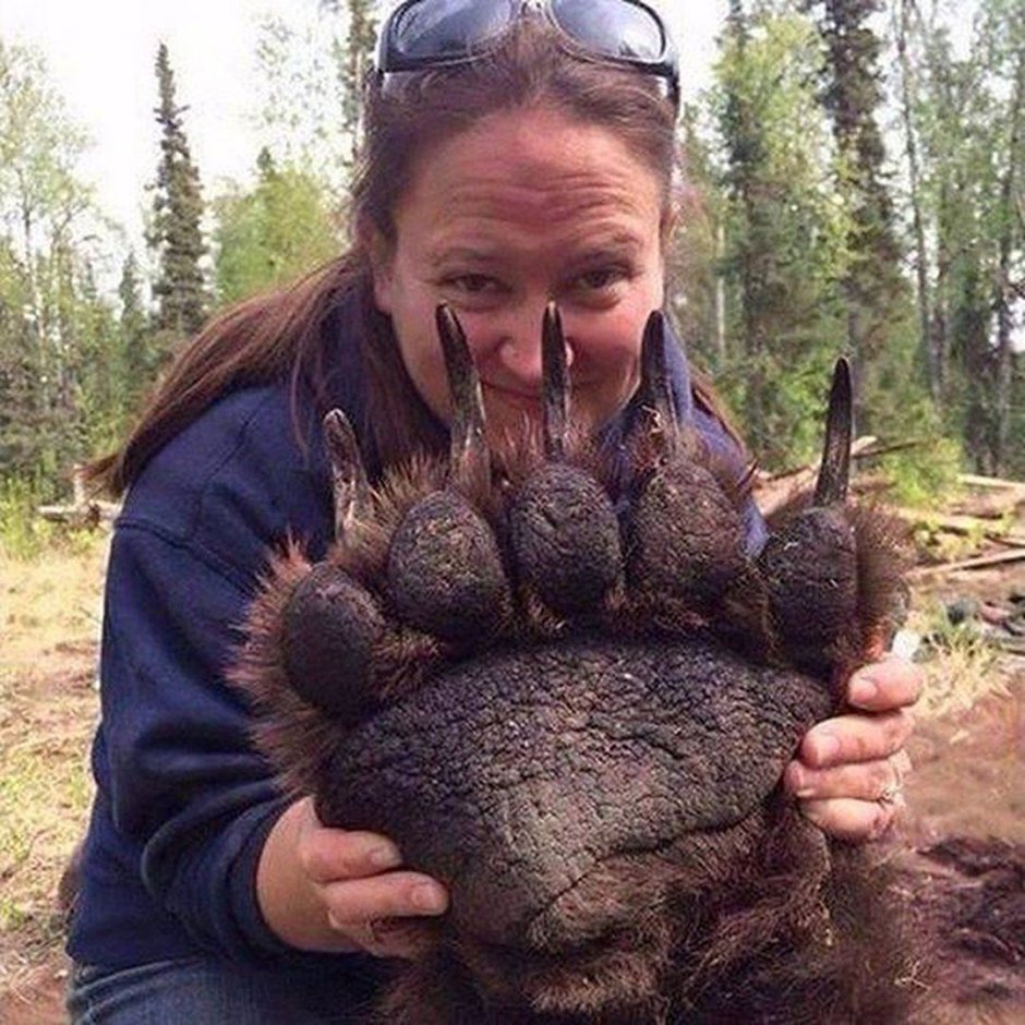 Медведица с пестуном