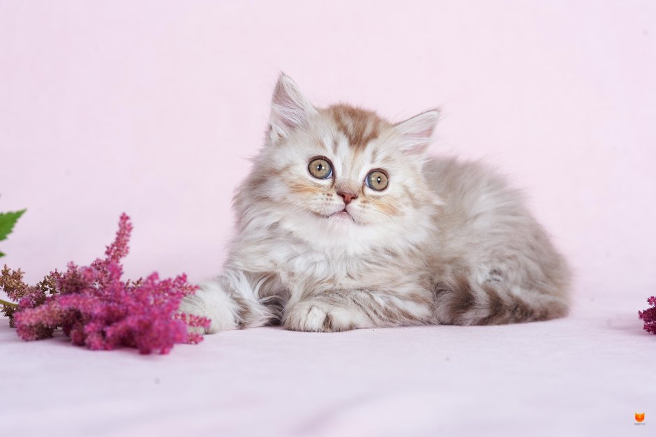 Скоттиш хайленд страйт