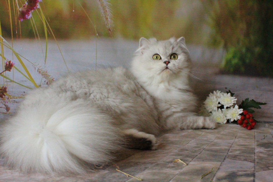 Британский хайленд страйт