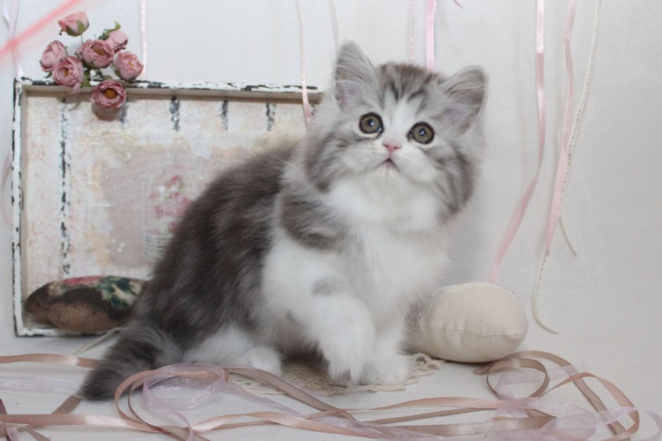 Шотландский хайленд страйт