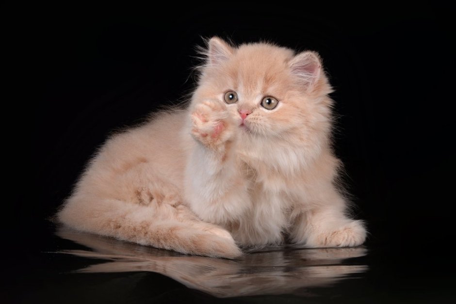 Котенок шотландский хайленд страйт циннамон