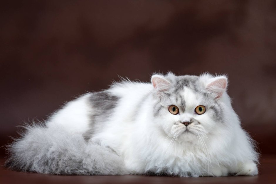 Шотландский котенок хайленд страйт вислоухий